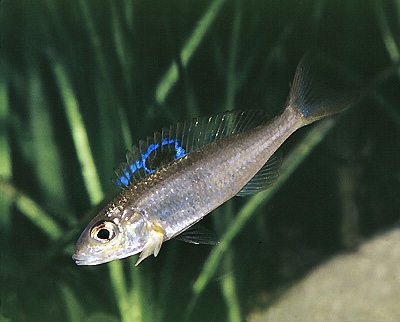 Ectodus sp. 'north' Burundi